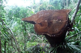 Khởi tố vụ phá rừng quy mô lớn tại Quảng Nam 